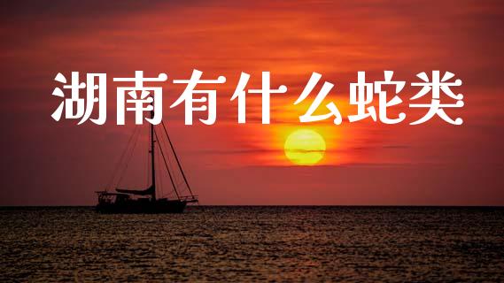湖南有什么蛇类_https://wap.78312.cn_债券资讯_第1张