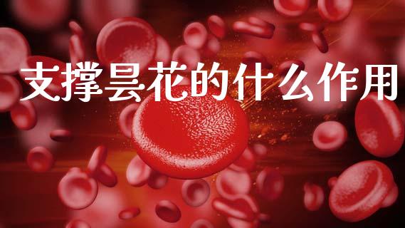 支撑昙花的什么作用_https://wap.78312.cn_债券资讯_第1张